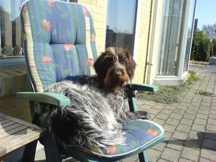 Ruhåret hønsehund Sika  billede 1