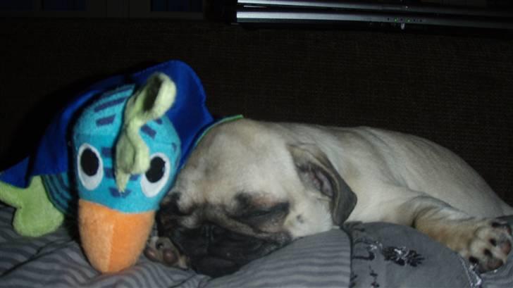 Mops Møffe - 18 uger billede 1