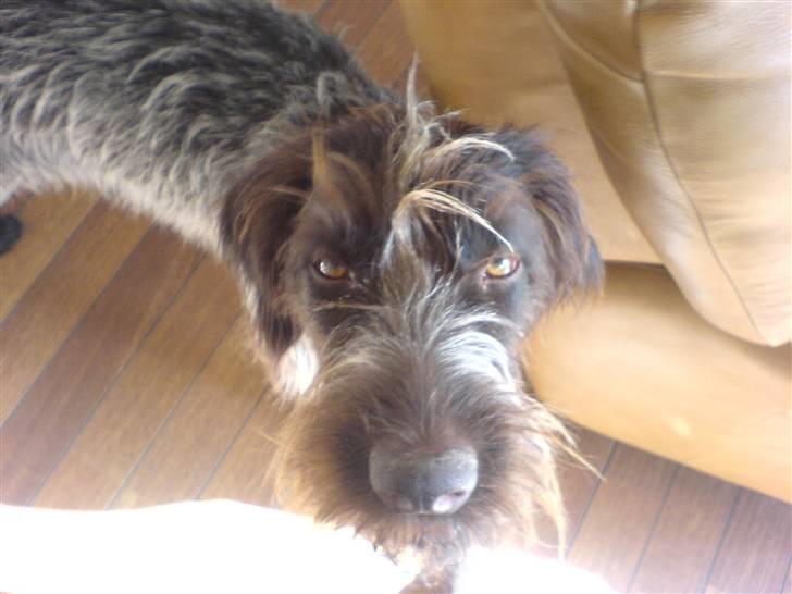 Ruhåret hønsehund Sika  billede 2