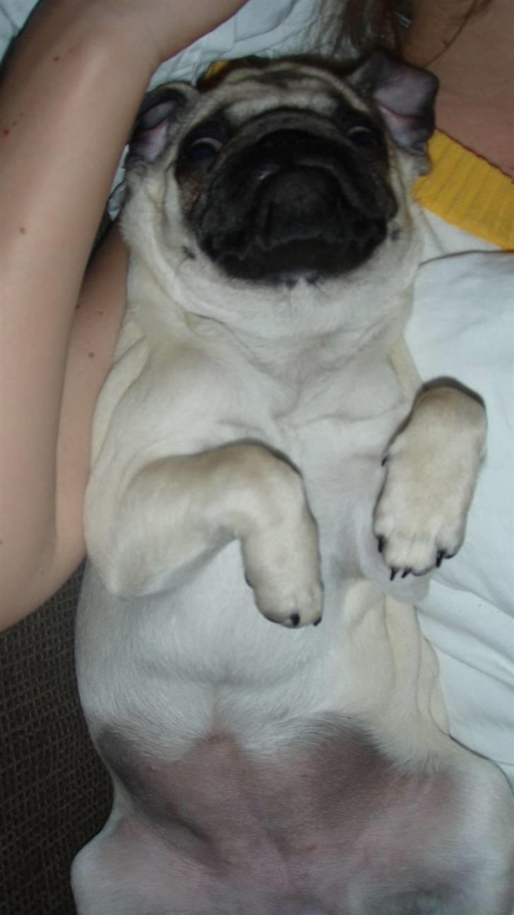 Mops Møffe - nysgerrig og stjæler alt hvad hun kan komme i nærheden af-12 uger billede 2