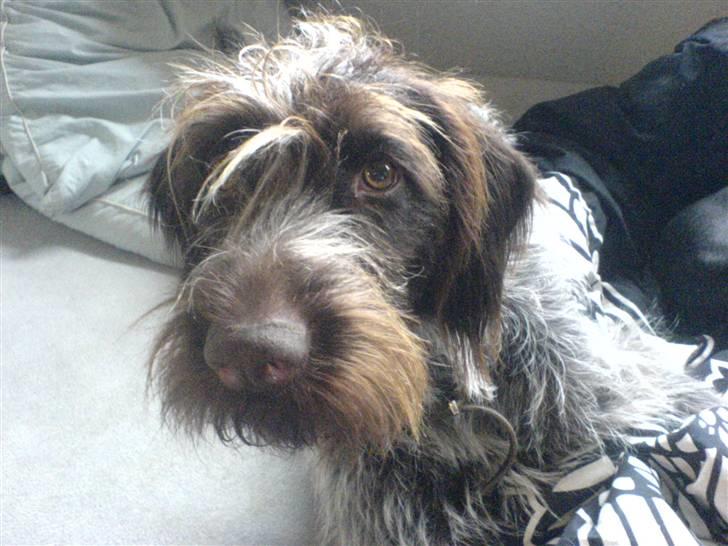 Ruhåret hønsehund Sika  billede 3