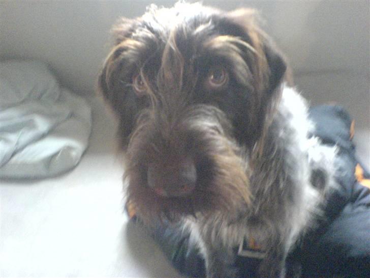 Ruhåret hønsehund Sika  billede 4