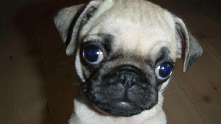 Mops Møffe billede 3