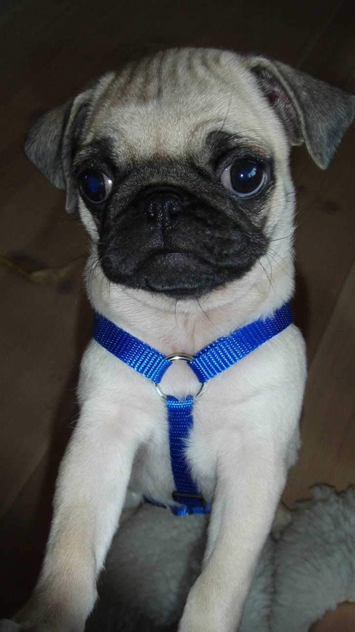 Mops Møffe billede 4