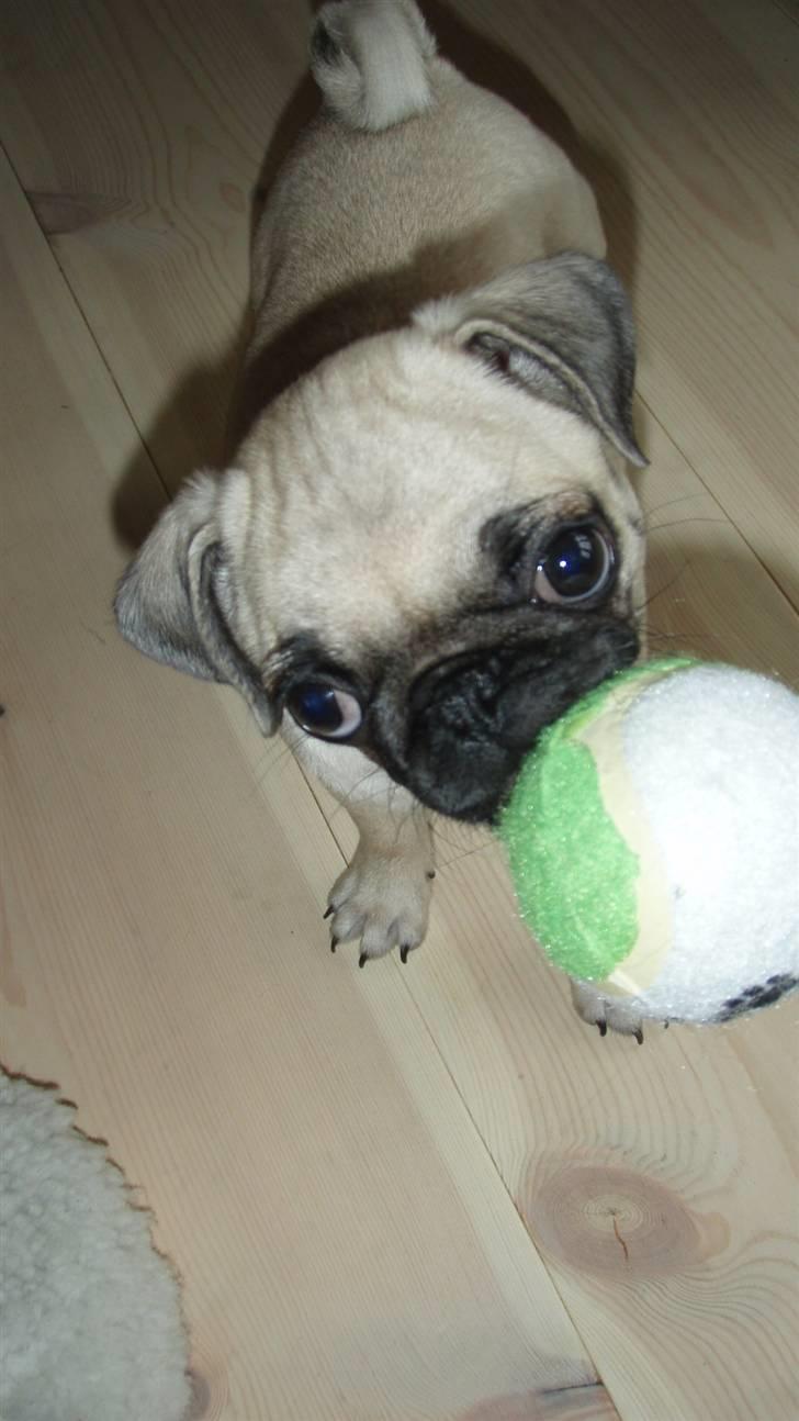 Mops Møffe - Vil du lege? billede 5