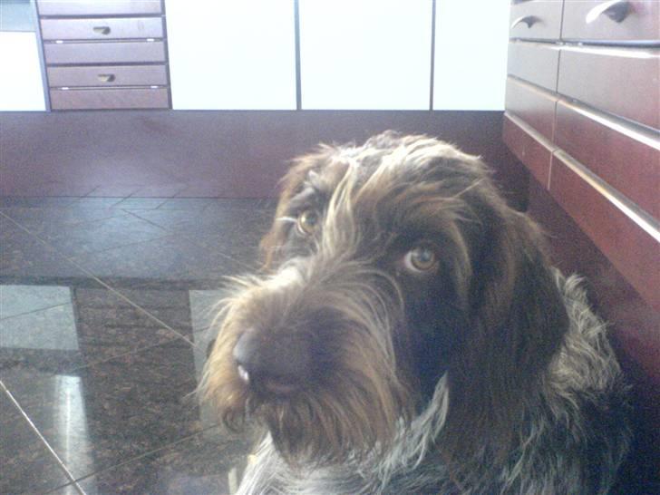 Ruhåret hønsehund Sika  billede 5