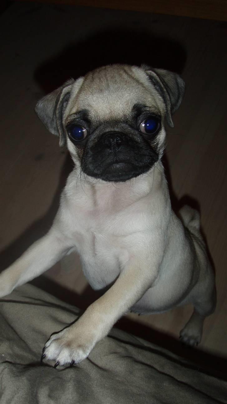 Mops Møffe - plager altid om at komme op på skødet billede 6