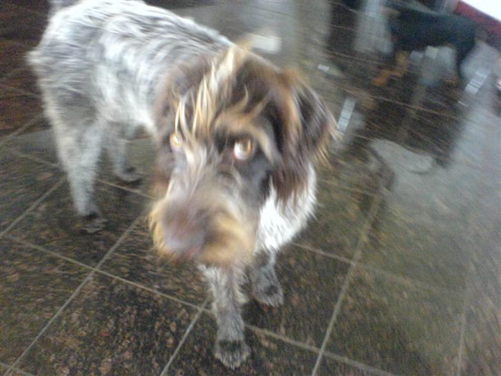 Ruhåret hønsehund Sika  billede 6