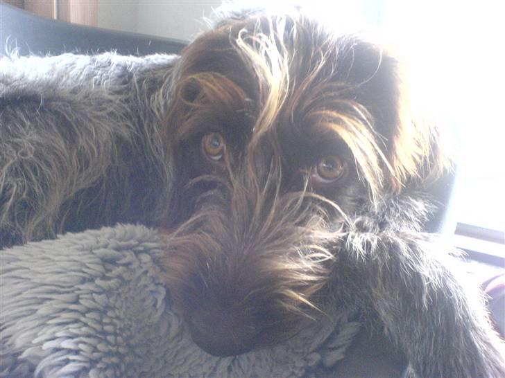 Ruhåret hønsehund Sika  billede 7