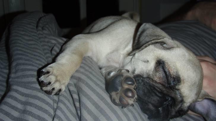 Mops Møffe billede 7