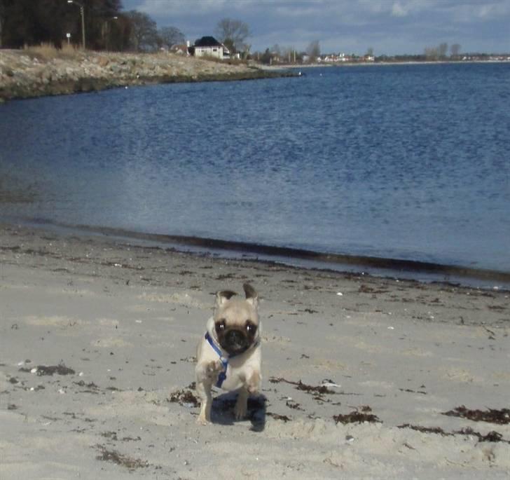 Mops Møffe - i Hopla på stranden-15 uger billede 8