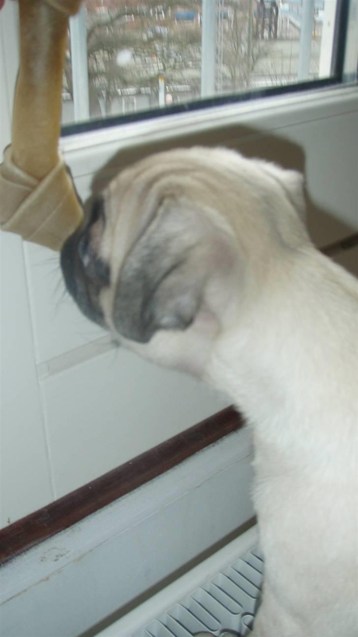 Mops Møffe billede 9