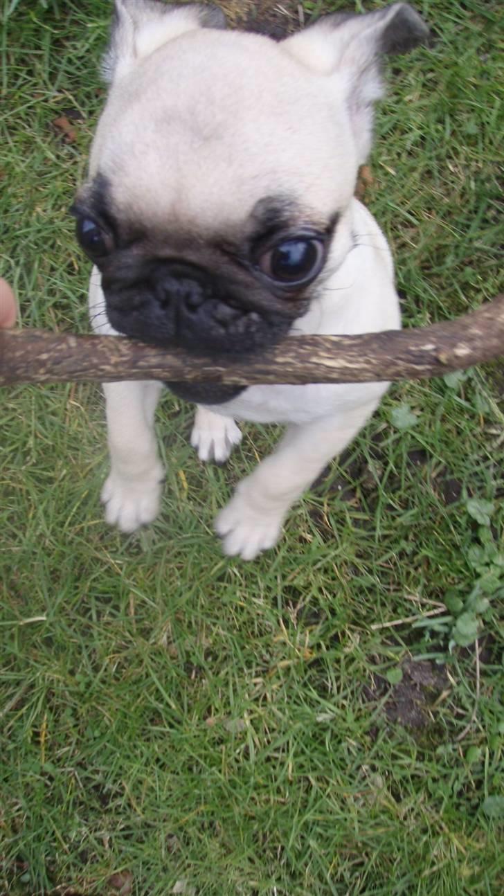 Mops Møffe billede 10