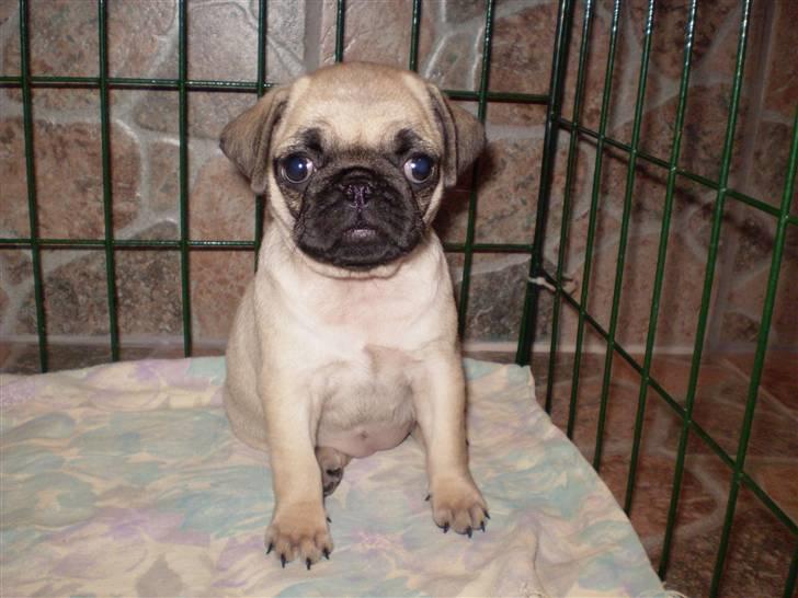 Mops Møffe - Hos opdrætter, ca. 5 uger billede 11