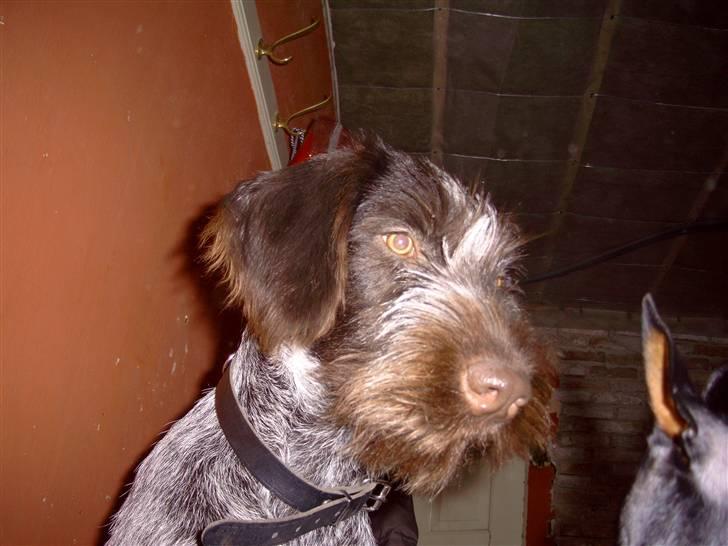 Ruhåret hønsehund Sika  - Sika lige da vi havde fået hende billede 8