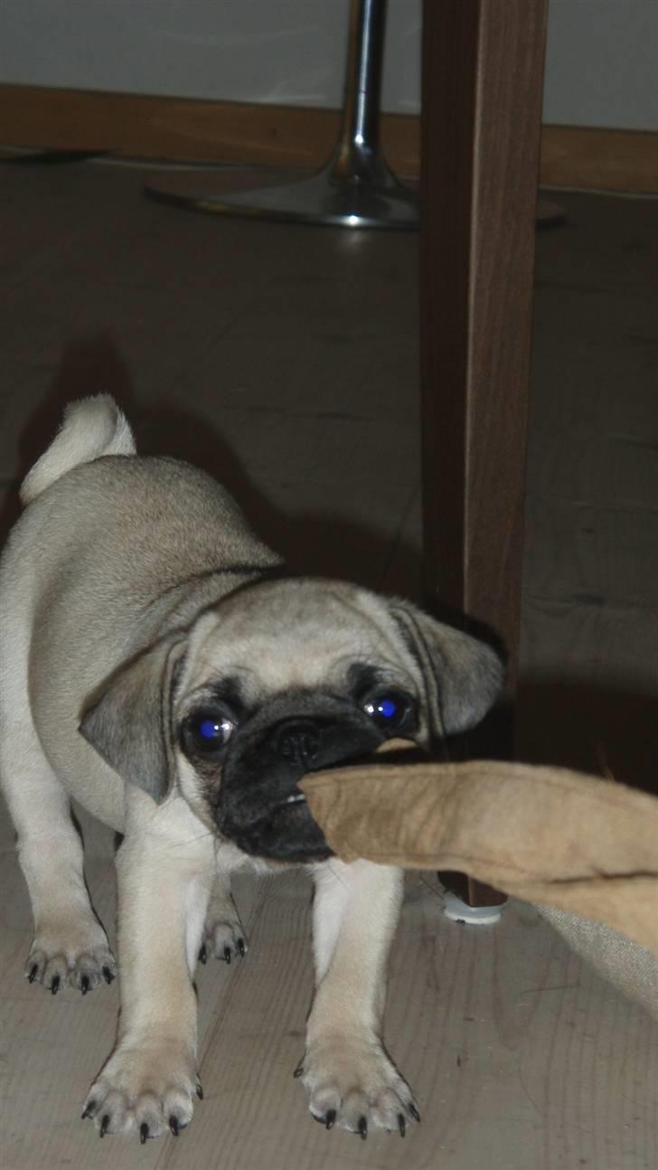 Mops Møffe billede 12