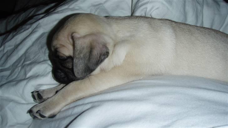 Mops Møffe - hygge på maven, 8 uger billede 13