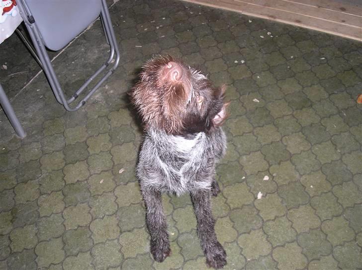 Ruhåret hønsehund Sika  billede 9