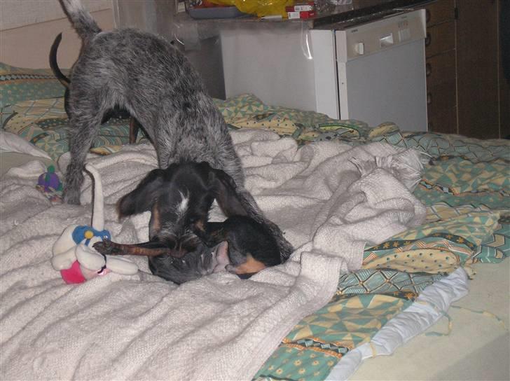 Ruhåret hønsehund Sika  - Vi fik Sika mens vi var ved en større ombygning og derfor hun hun prøvet lidt af hvert. Bla at bo i campingvogn. billede 10