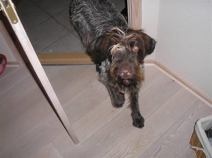 Ruhåret hønsehund Sika  billede 11