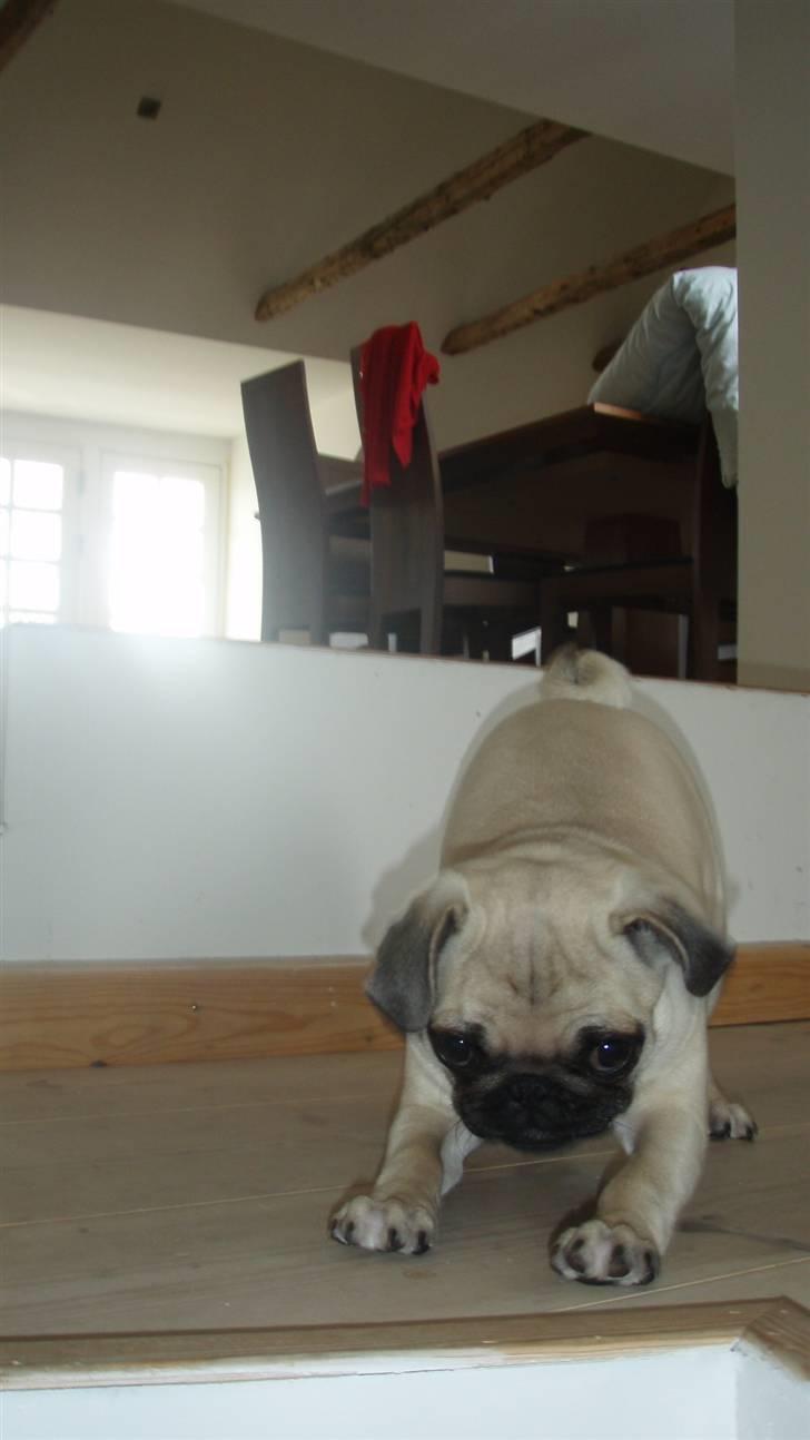 Mops Møffe billede 15