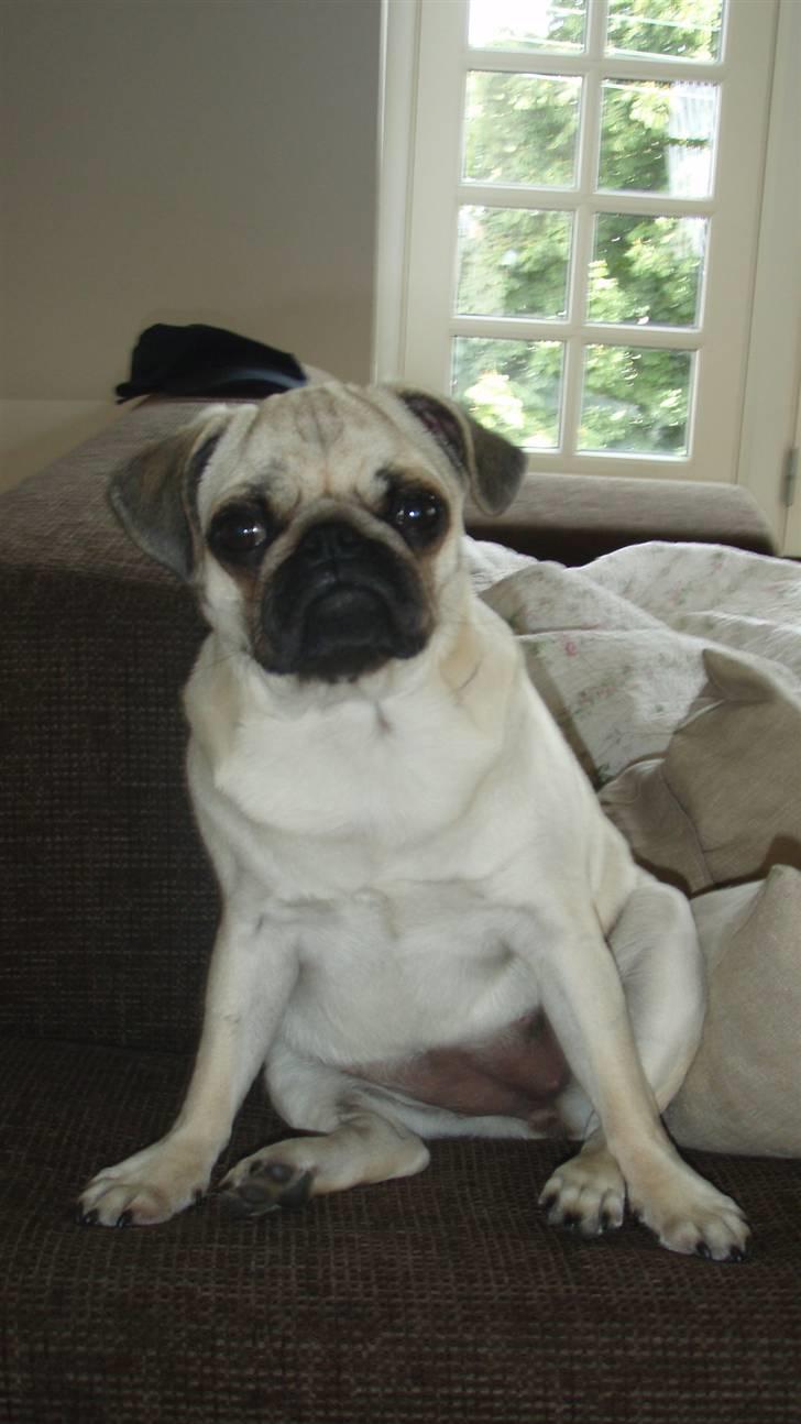 Mops Møffe - hvem sagde hunde ikke måtte være i sofaen..? billede 16