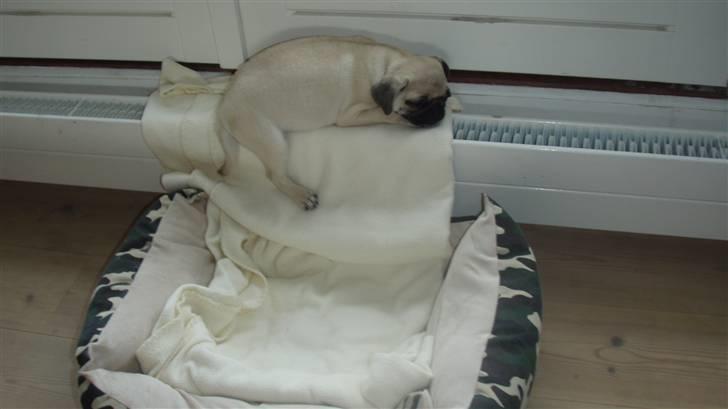 Mops Møffe - æv bæv er snart for stor til at sove på radiatoren billede 17