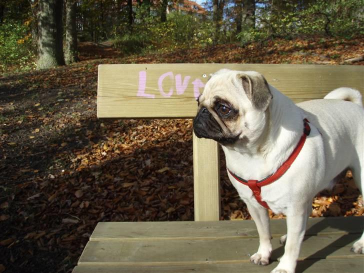 Mops Møffe - 11 mdr billede 18