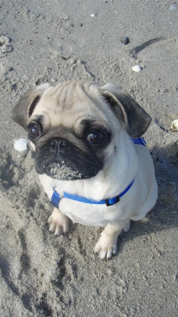 Mops Møffe - 15 uger ved vandet og med snuden i sandet konstant billede 19