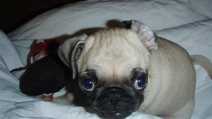 Mops Møffe - 9 uger billede 20