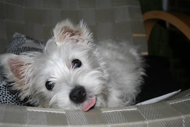 West highland white terrier Holms Mille - Fotograf: Marie Holm     Mille et par måneder gammel. billede 3