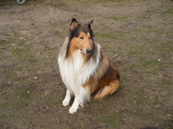 Collie langhåret Claudio billede 13