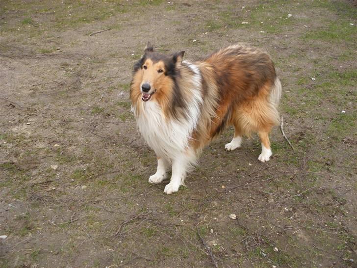 Collie langhåret Claudio billede 14