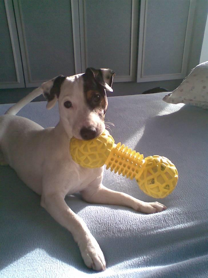 Jack russell terrier Felix - Skal vi lege? billede 12