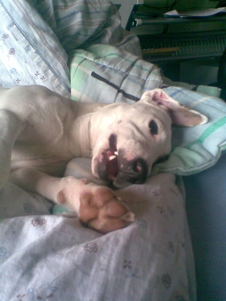 Jack russell terrier Felix - Elsker dyner:b billede 13