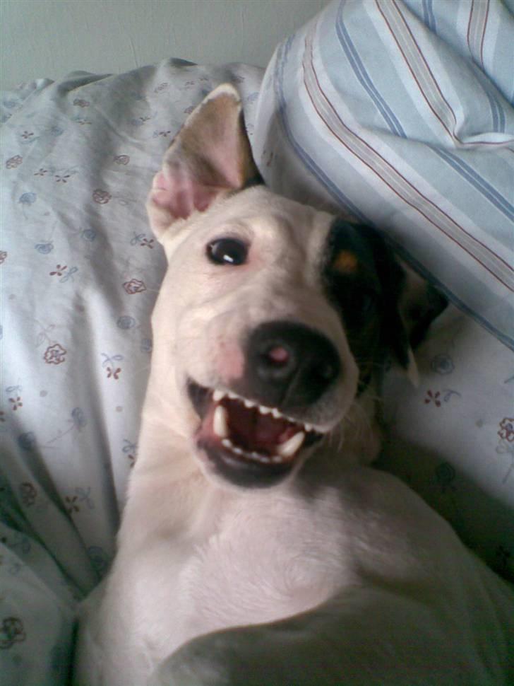 Jack russell terrier Felix billede 14