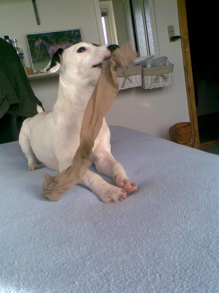 Jack russell terrier Felix - Ballademager !! Har snuppet mors nailonstrømper.. billede 15