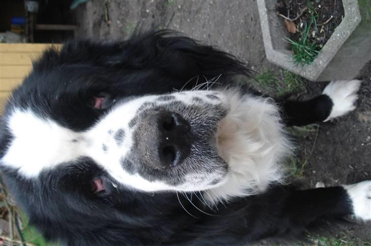 Blanding af racer knirke - Knirke  billede 1