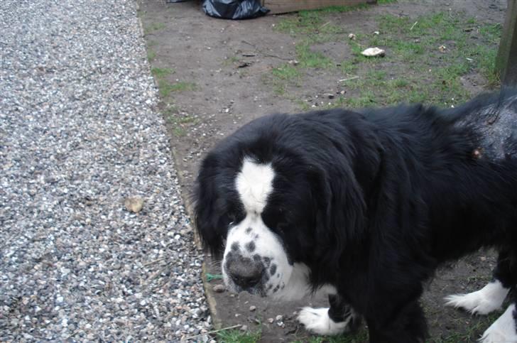 Blanding af racer knirke - Knirke på gårdspladsen billede 2