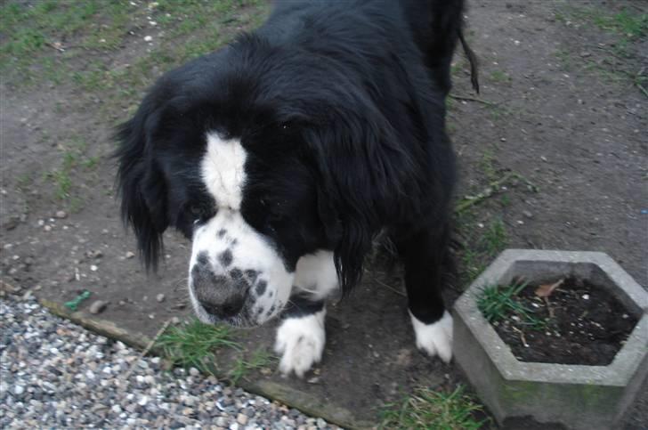 Blanding af racer knirke - Knirke i haven billede 3