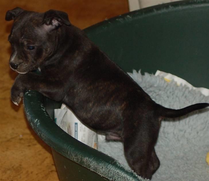 Staffordshire bull terrier Feta - Feta 7 uger billede 6