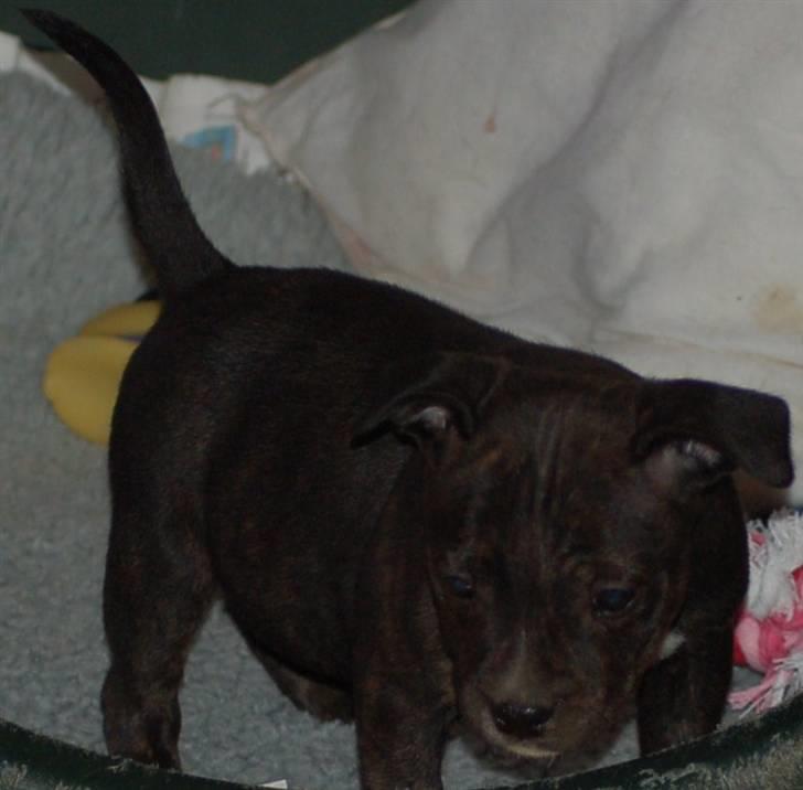 Staffordshire bull terrier Feta - Feta 7 uger billede 7