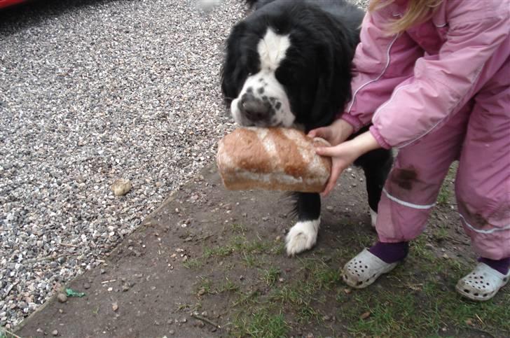 Blanding af racer knirke - Knirke med sit brød billede 4
