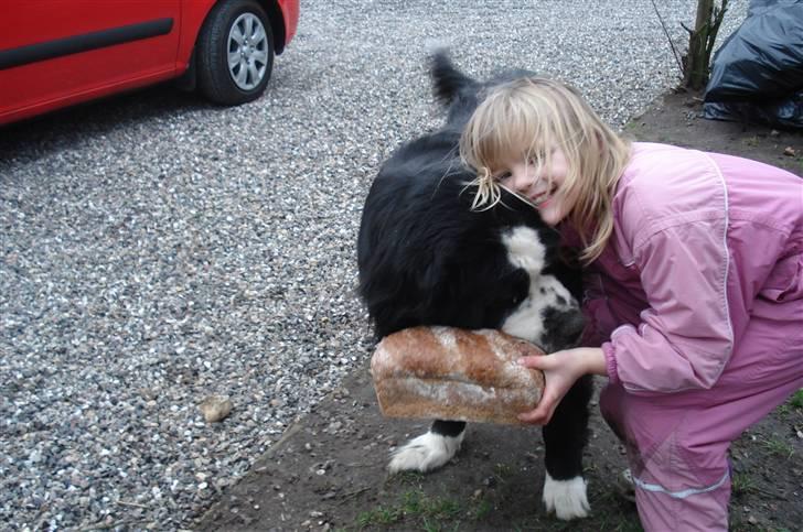 Blanding af racer knirke - Knirke med vores yngste datter billede 5