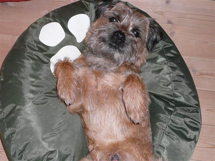 Border terrier hunters' house Elmer - Elmer ligger på sin pude billede 1