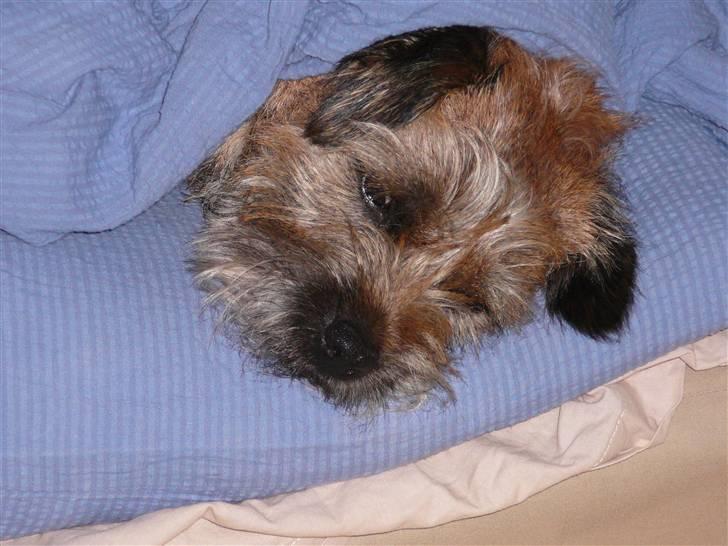 Border terrier hunters' house Elmer - Elmer gemmer sig under dynen billede 2