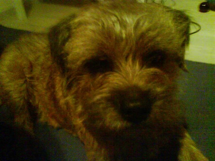 Border terrier hunters' house Elmer - Elmer er sød! billede 3