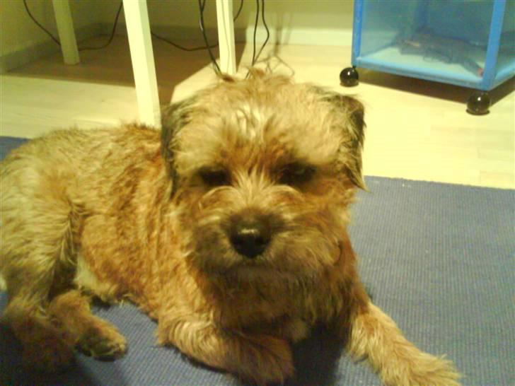 Border terrier hunters' house Elmer - :D billede 4