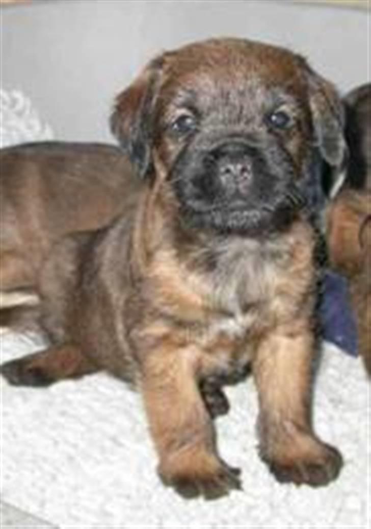 Border terrier hunters' house Elmer - Elmer da han var lille hvalp billede 5