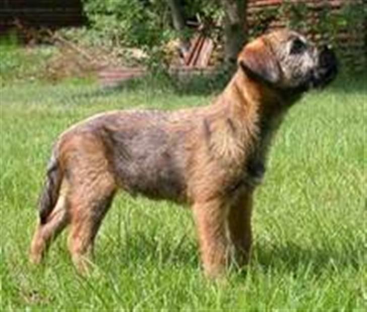 Border terrier hunters' house Elmer - Elmer lære kunstner billede 6